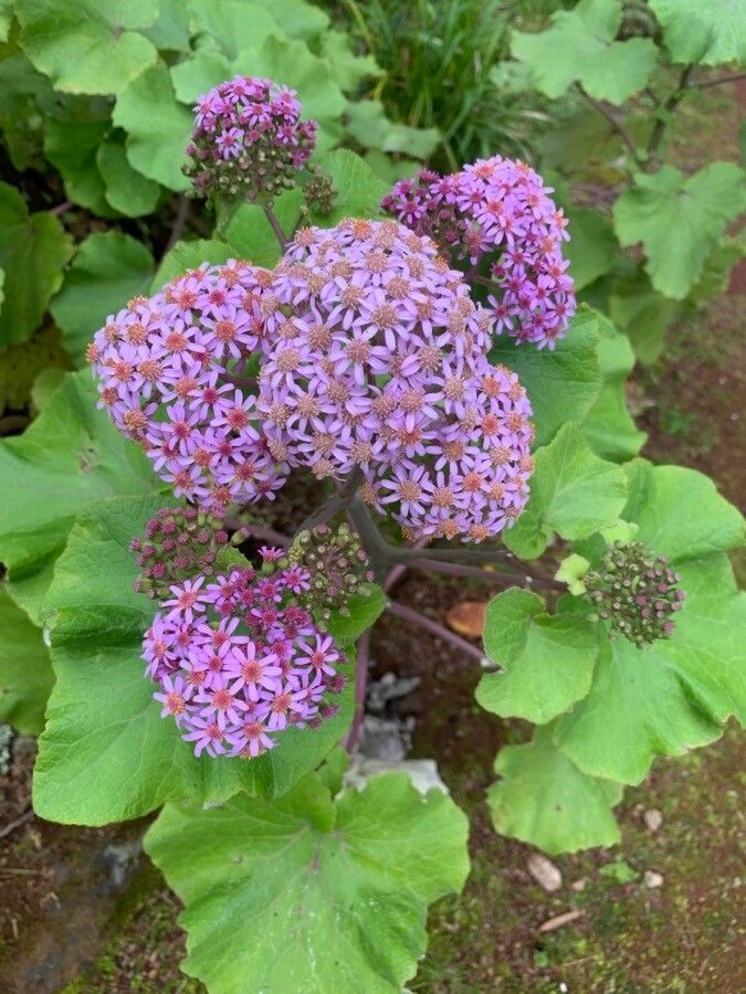 Pericallis steetzii leaf