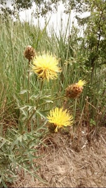 Centaurea collina flower