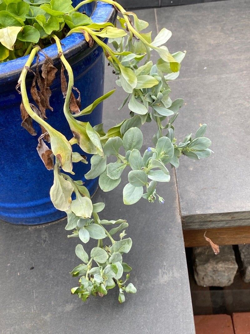 Mertensia maritima habit