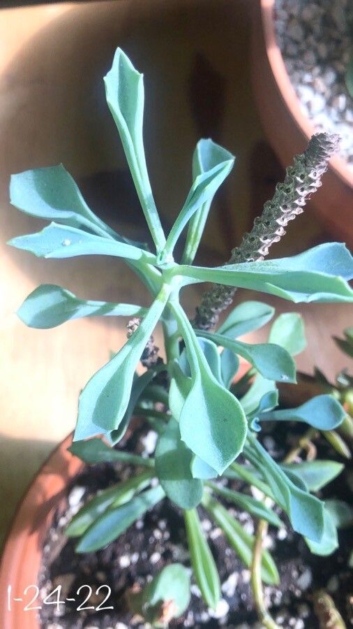 Senecio kleiniiformis leaf