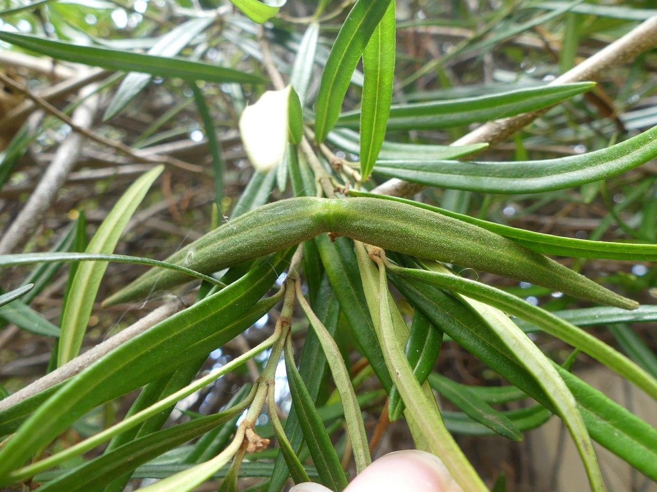 Secamone volubilis fruit