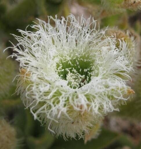 Mesembryanthemum barklyi flower