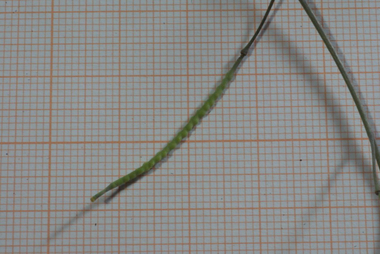 Diplotaxis simplex flower