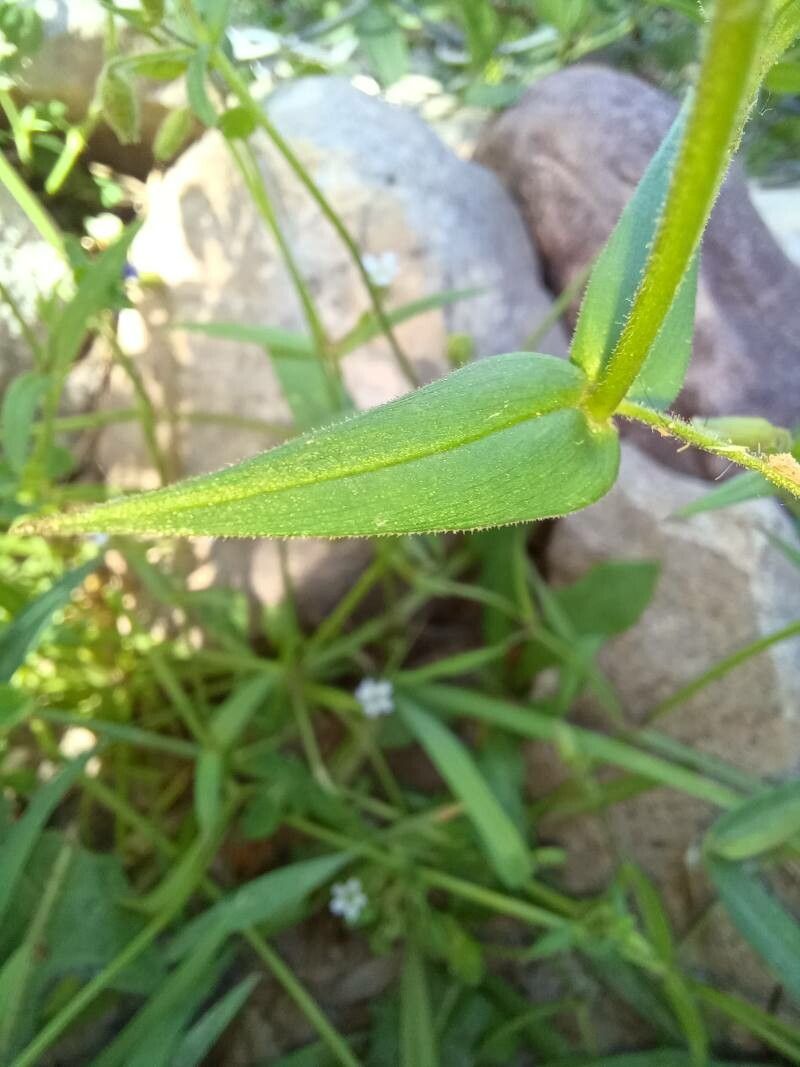 Cerastium dubium — search result for 'Cerastium'