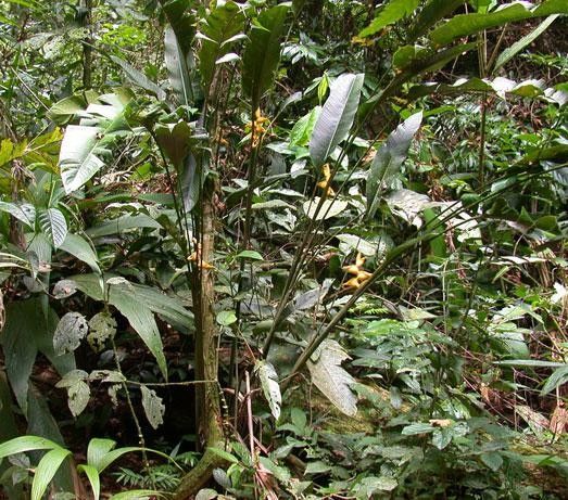 Heliconia umbrophila habit