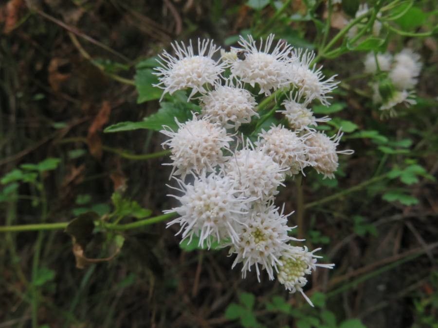 Ageratina glechonophylla flower