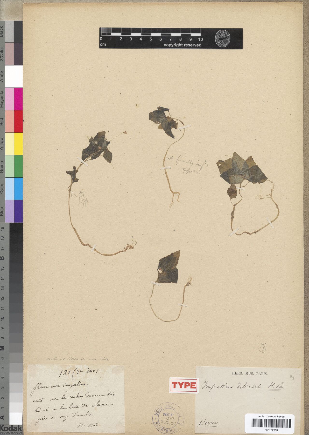 Impatiens delicatula — houseplant care guide