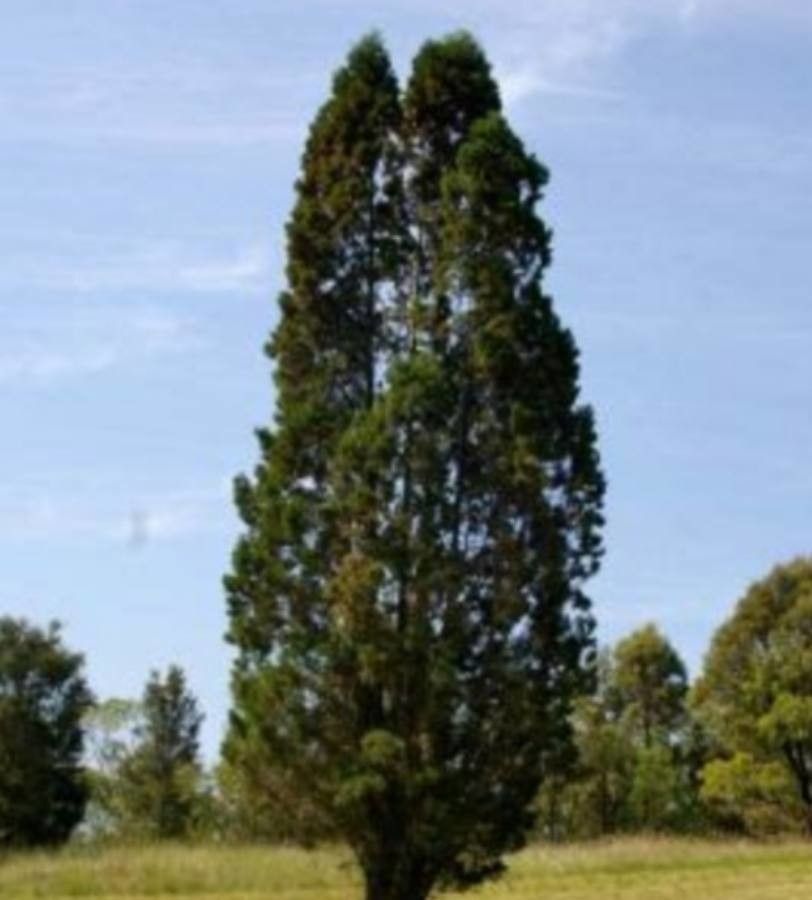 Callitris columellaris — search result for 'Cupressaceae'