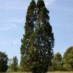 Callitris columellaris