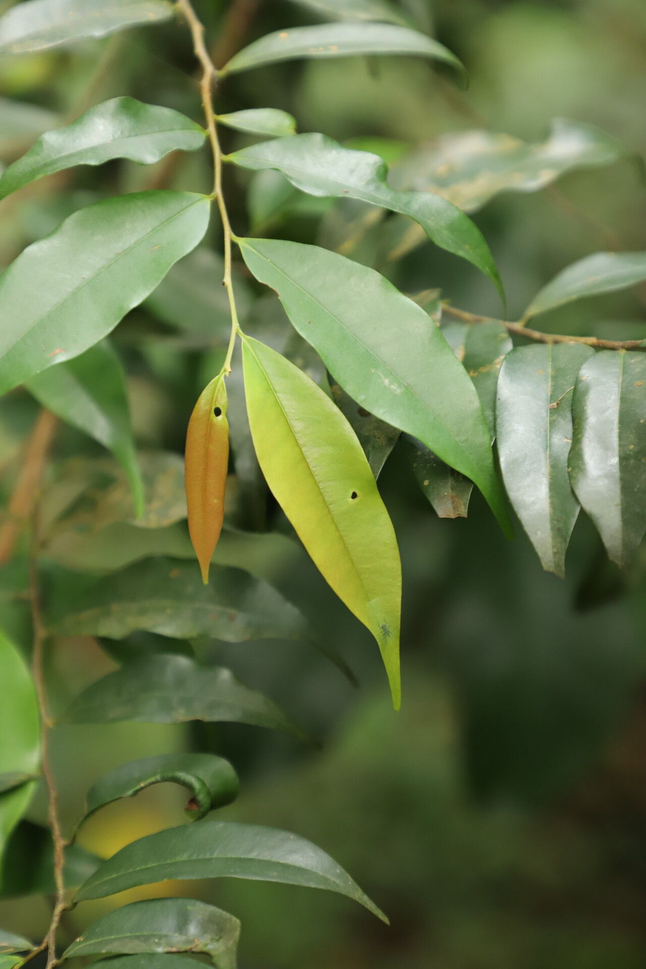 Xylopia wilwerthii leaf