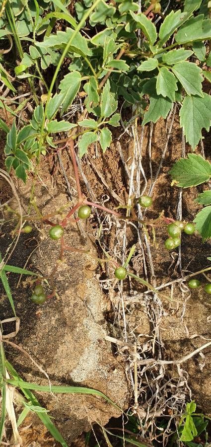 Cyphostemma adenocaule fruit