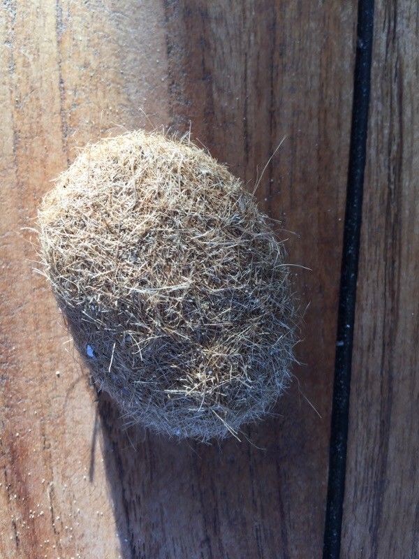 Posidonia oceanica fruit