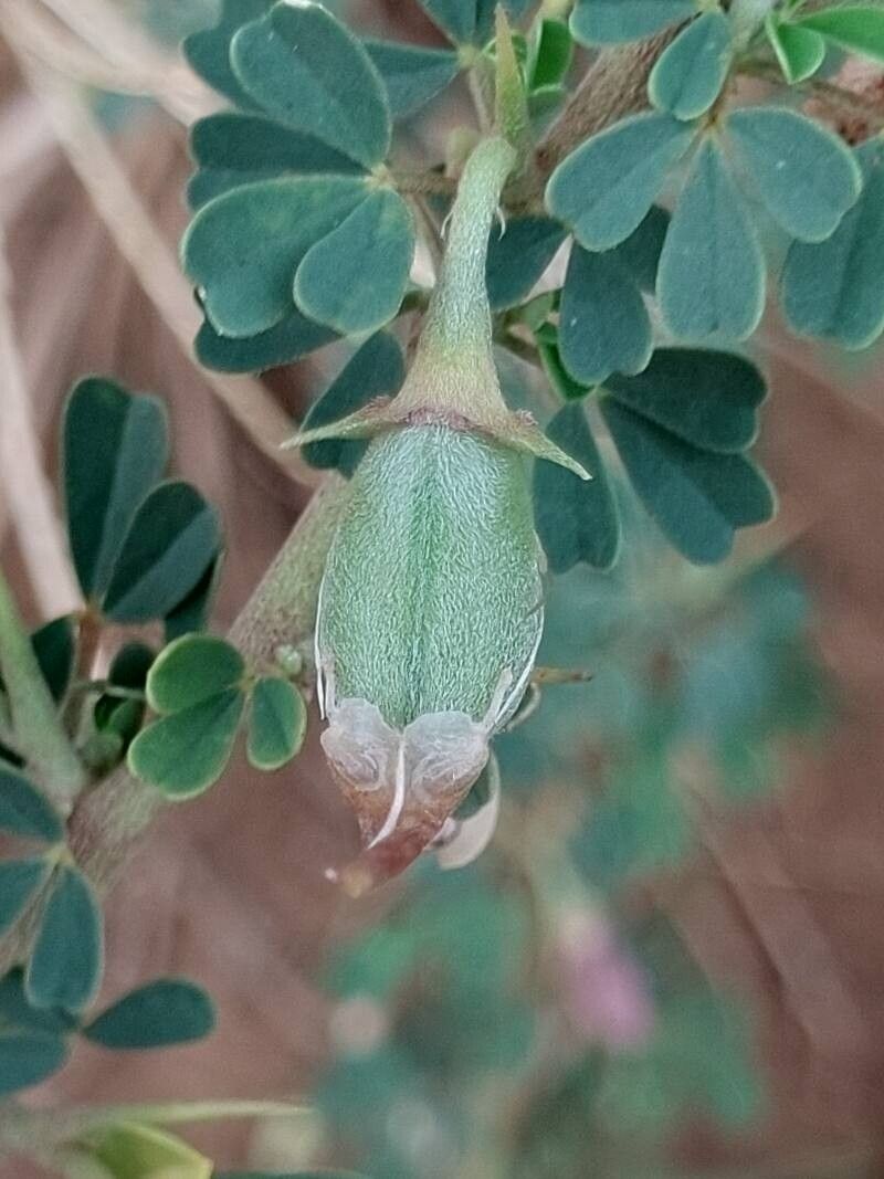 Crotalaria aculeata fruit