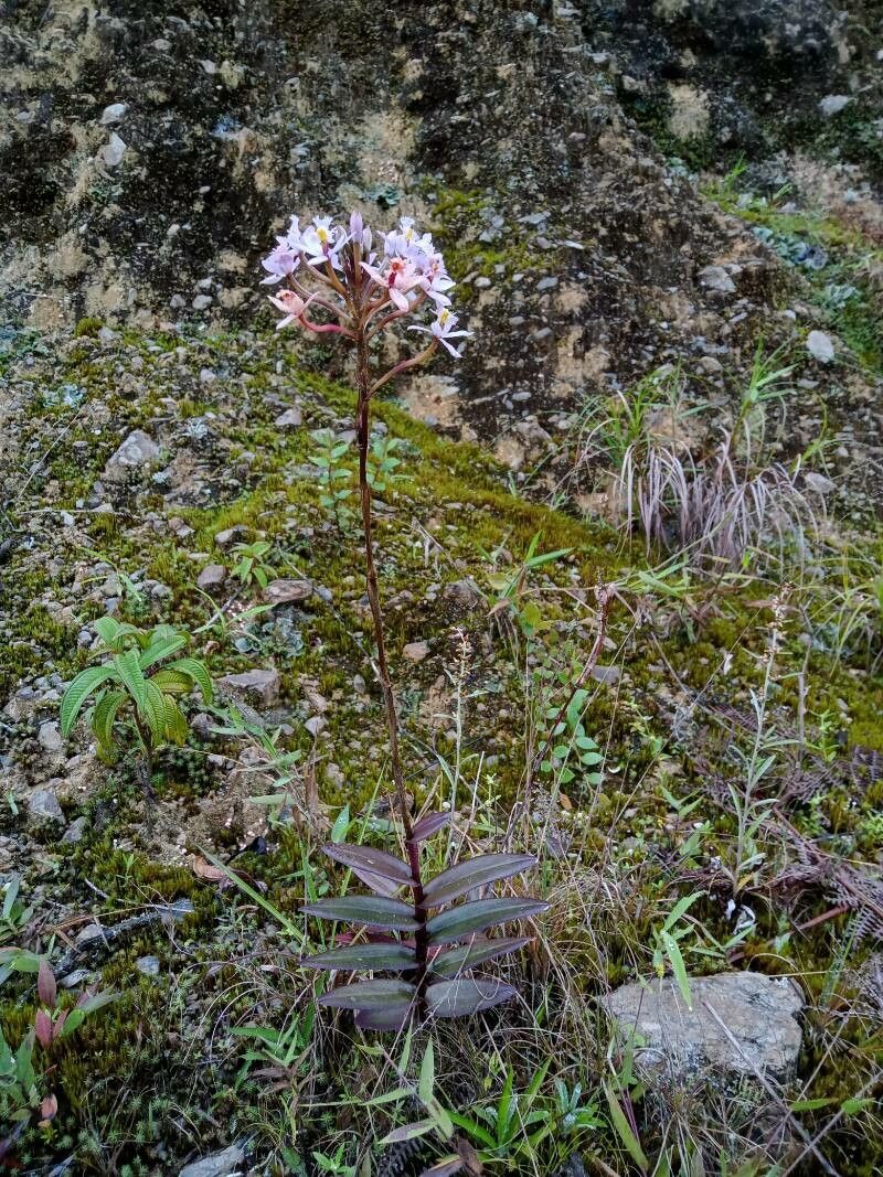 Epidendrum arachnoglossum habit