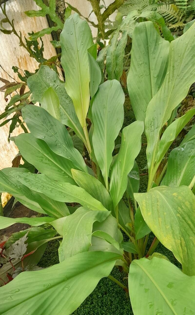 Hedychium hasseltii habit