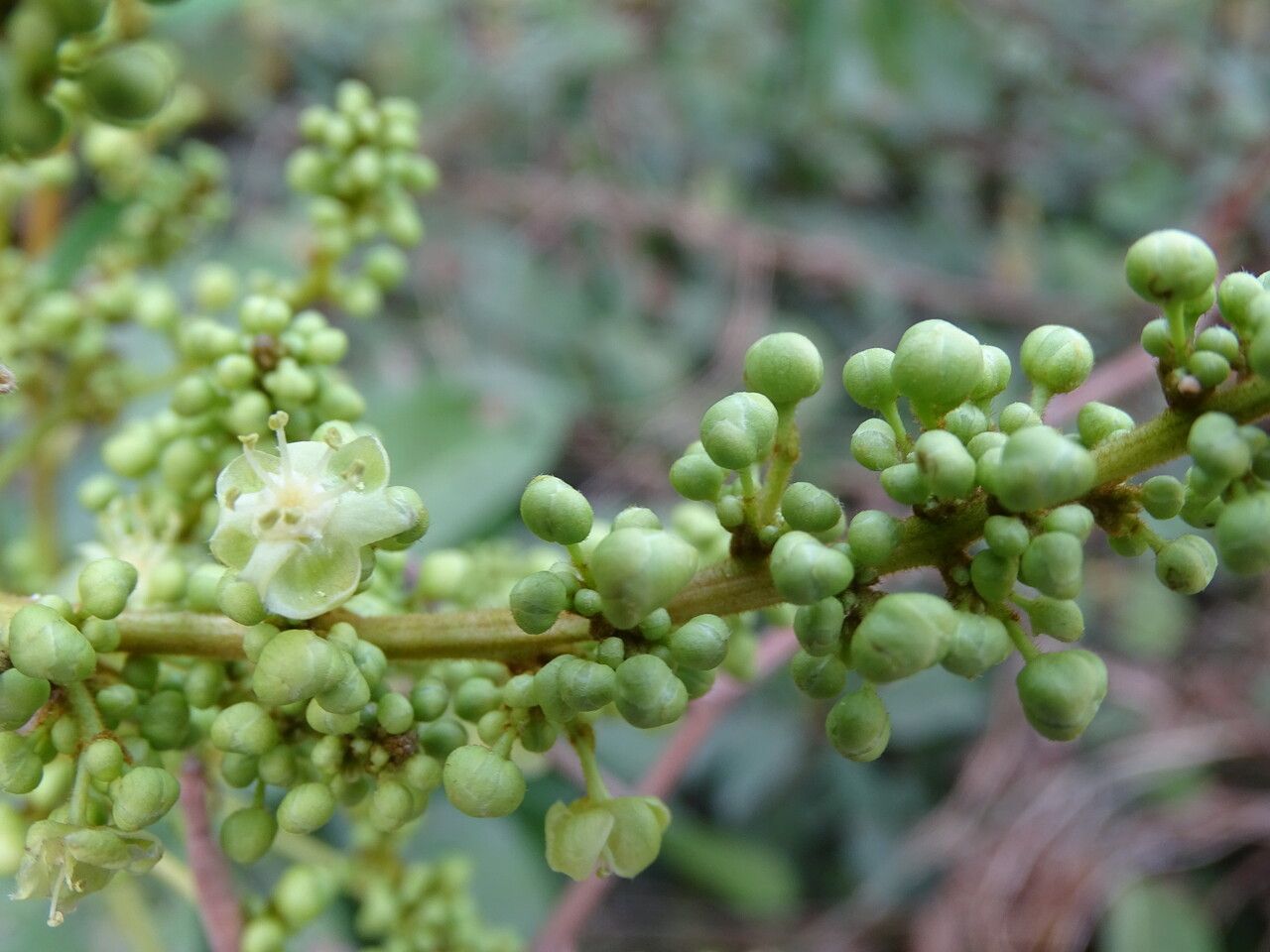 Lepisanthes senegalensis fruit