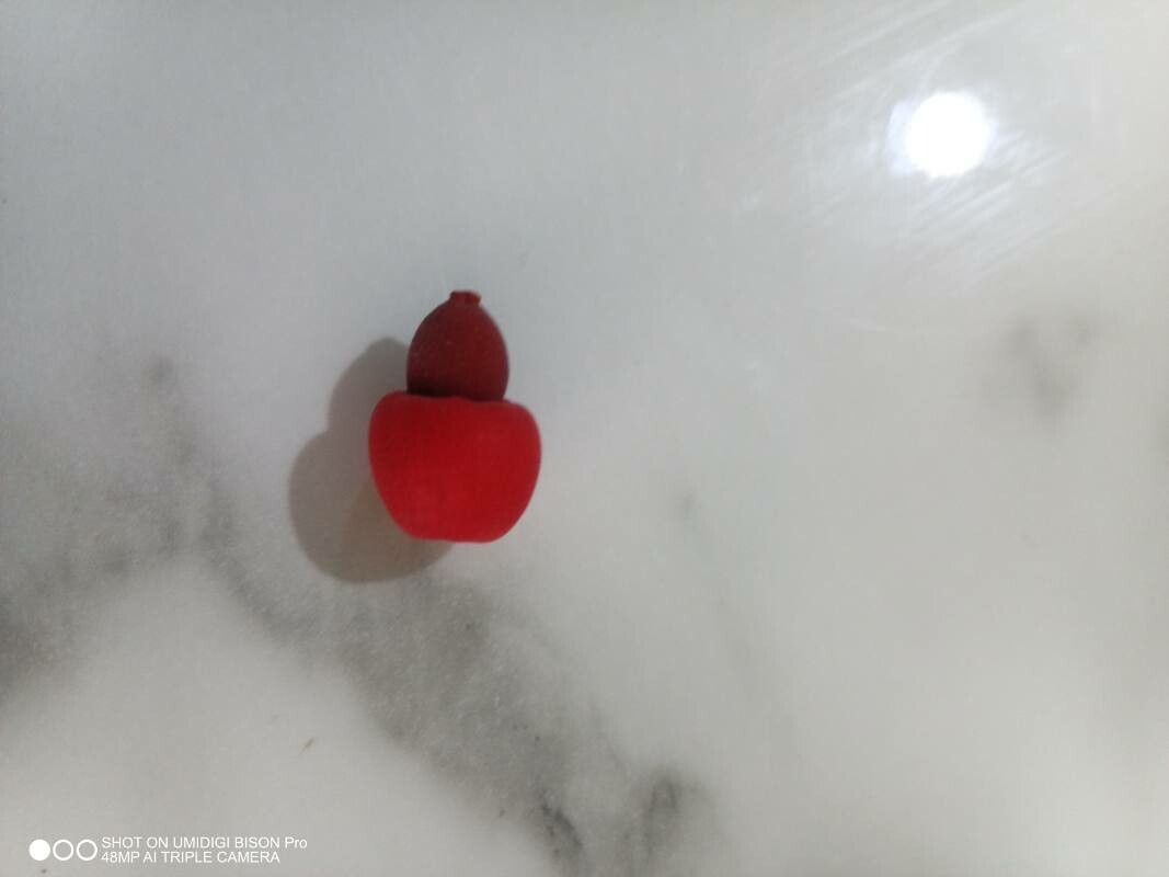 Exocarpos latifolius fruit