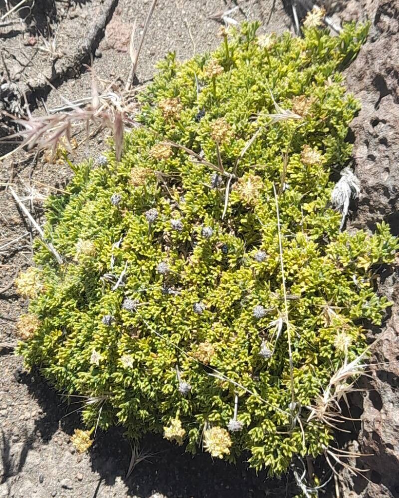 Azorella hallei habit