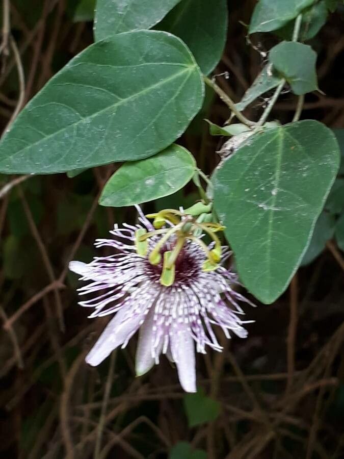 Passiflora actinia habit