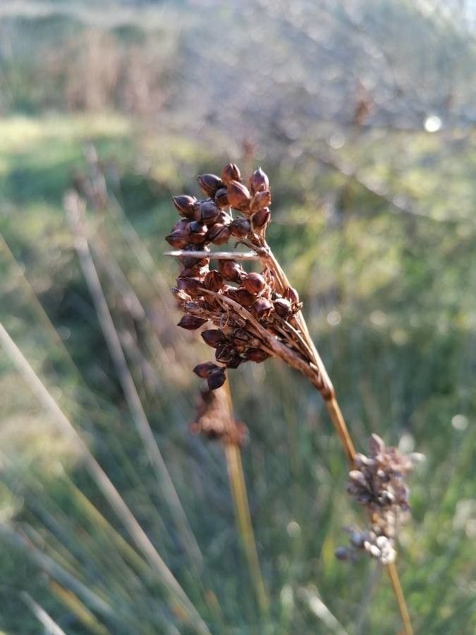 Cyperus michelianus fruit