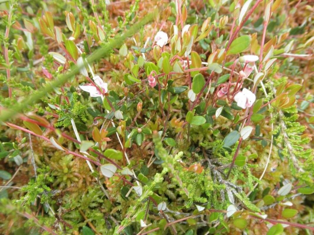 Vaccinium oxycoccos flower