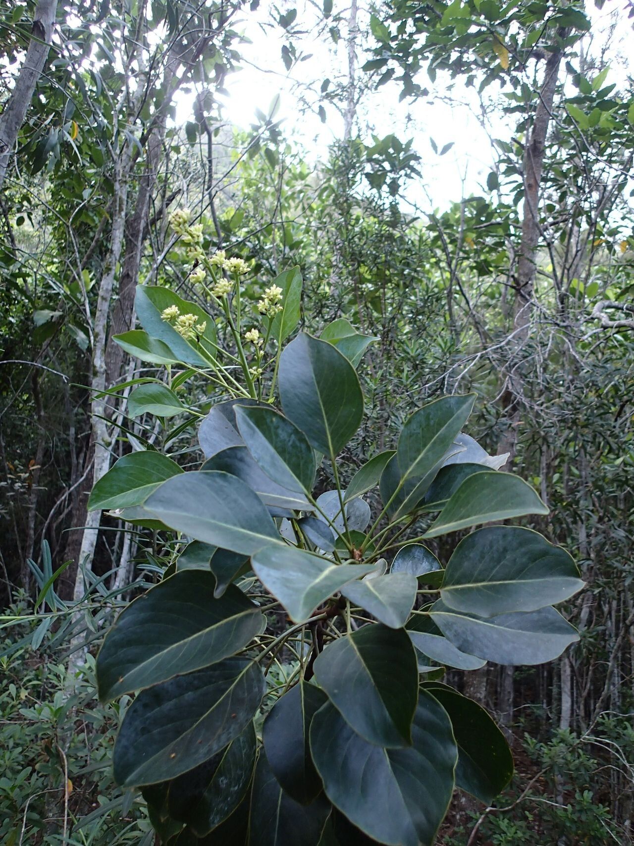 Polyscias scopoliae habit