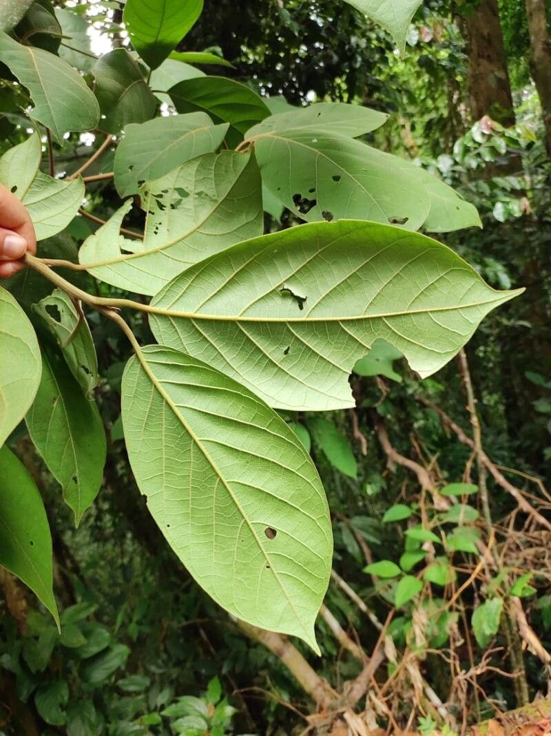 Ocotea valerioana leaf
