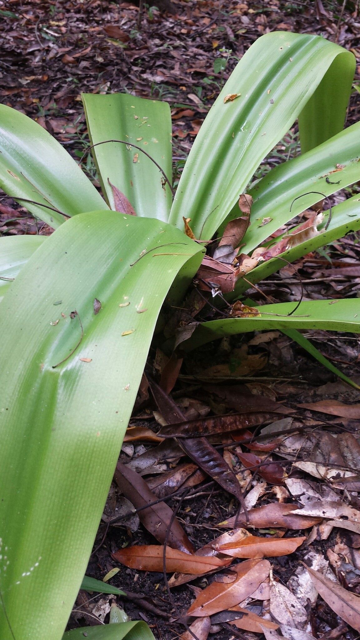 Crinum hanitrae habit