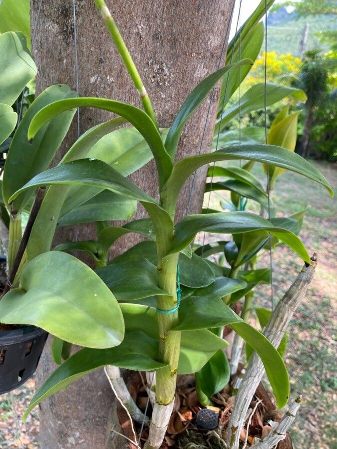 Dendrobium closterium — search result for 'Dendrobium'