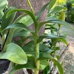 Dendrobium closterium