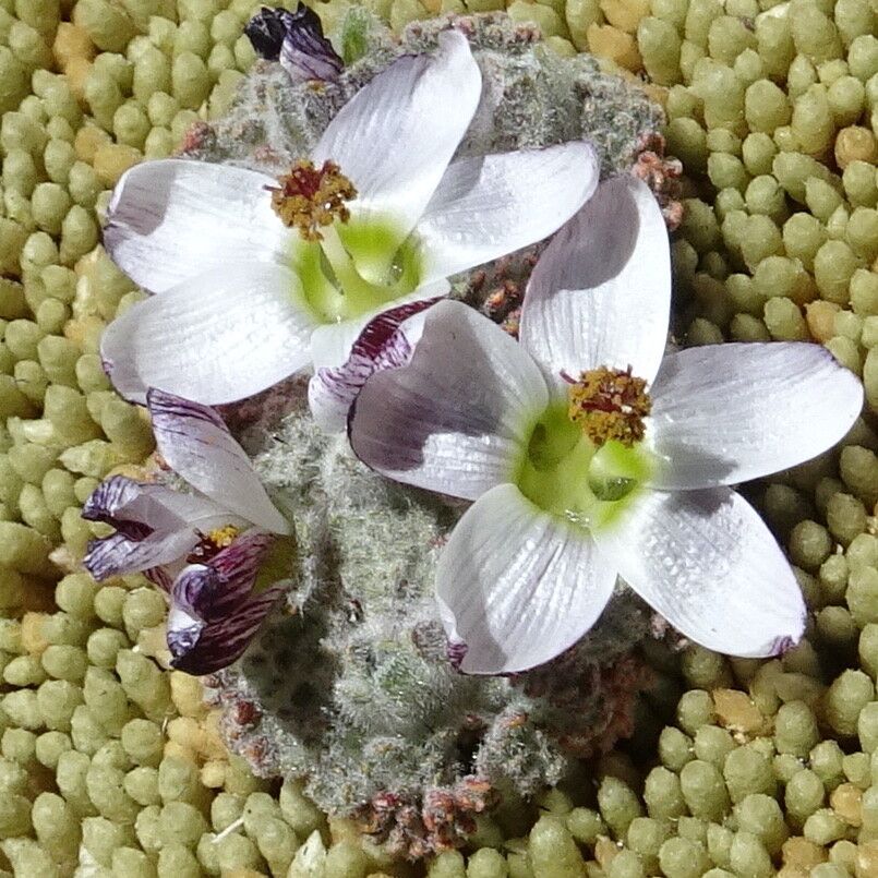 Nototriche turritella — houseplant care guide