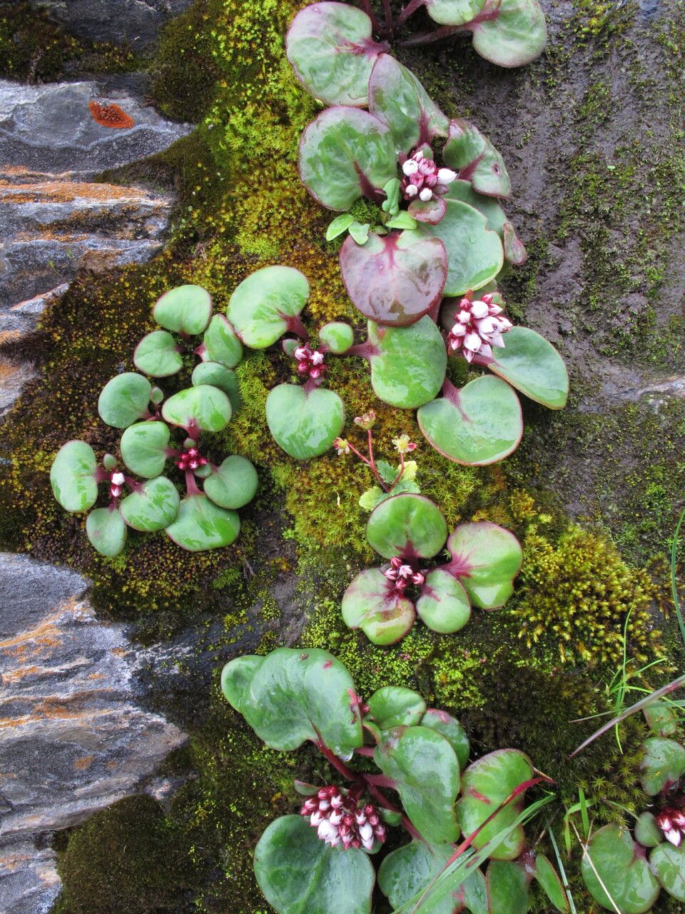 Rhodiola prainii habit