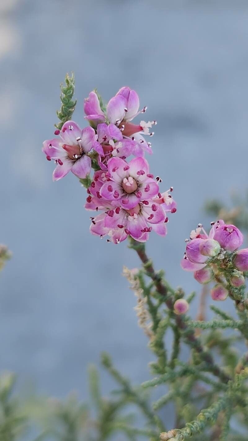 Tamarix macrocarpa flower