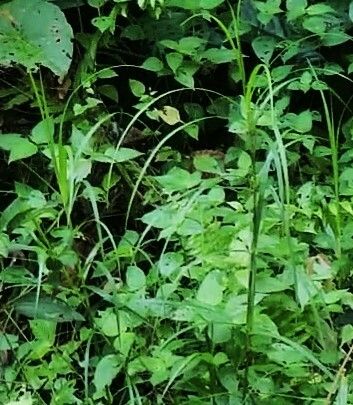 Scleria ciliaris — houseplant care guide