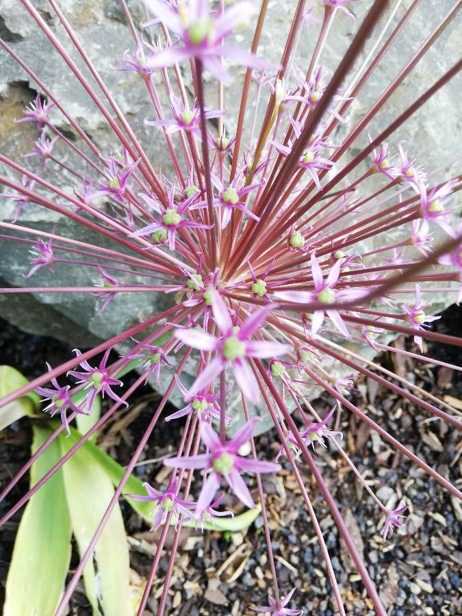 Allium schubertii flower