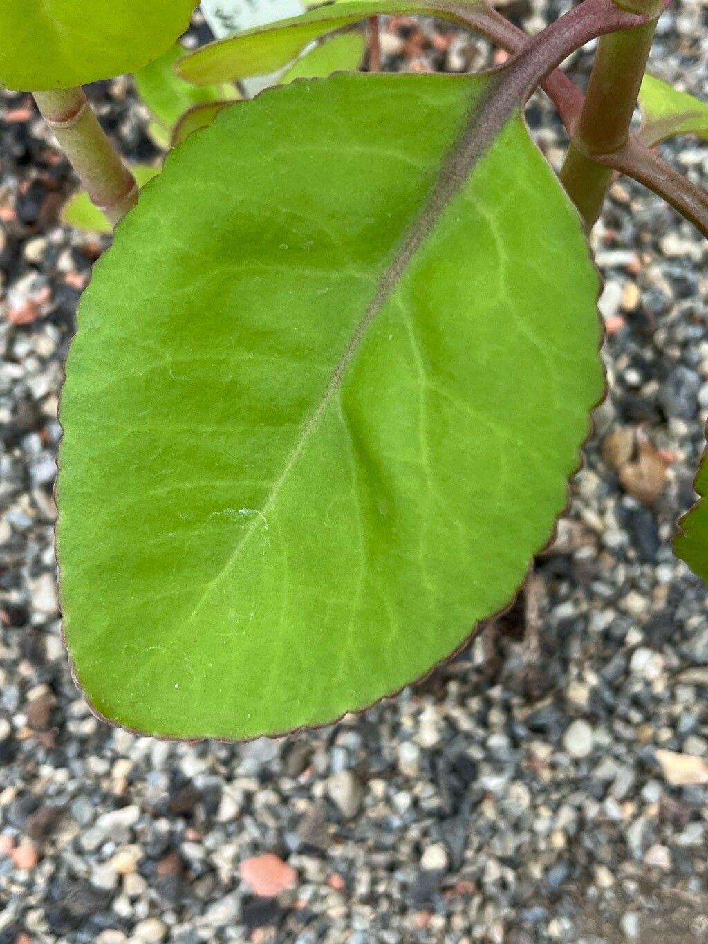 Kalanchoe welwitschii — search result for 'Kalanchoe'