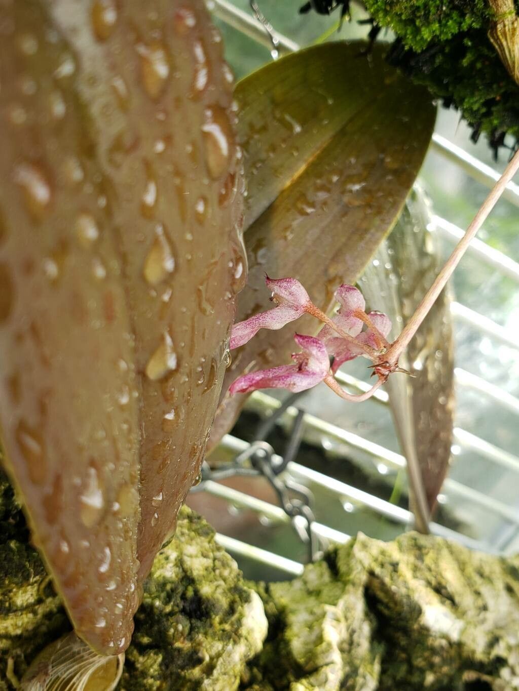 Bulbophyllum bicolor flower