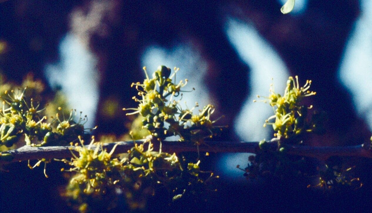 Forestiera phillyreoides flower