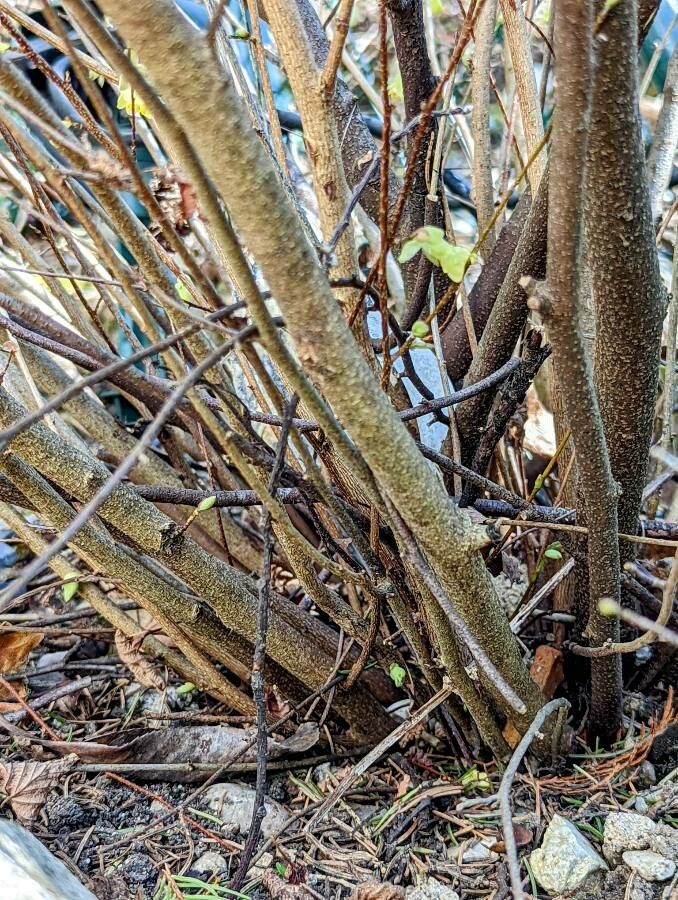 Corylopsis pauciflora bark