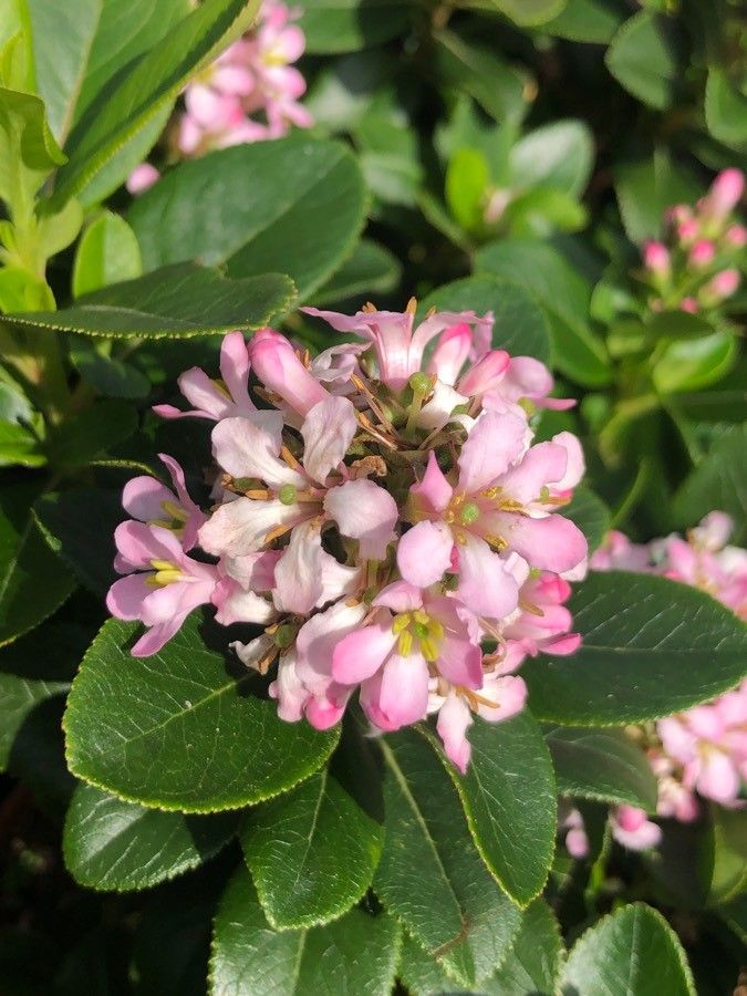 Escallonia laevis flower
