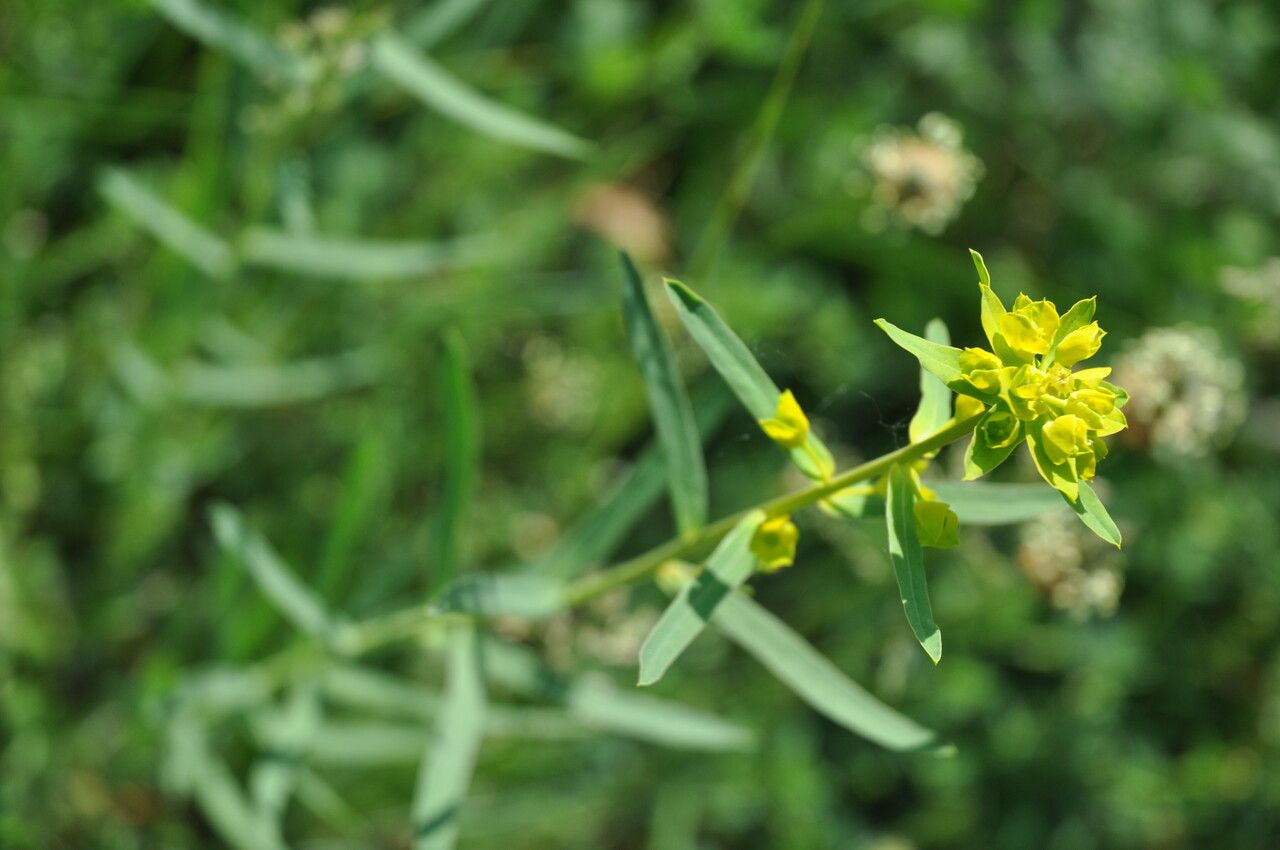 Euphorbia verrucosa leaf