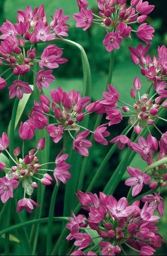 Allium angulosum flower