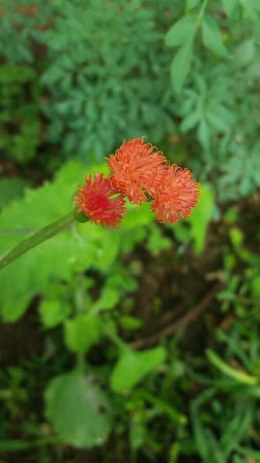 Emilia sonchifolia flower