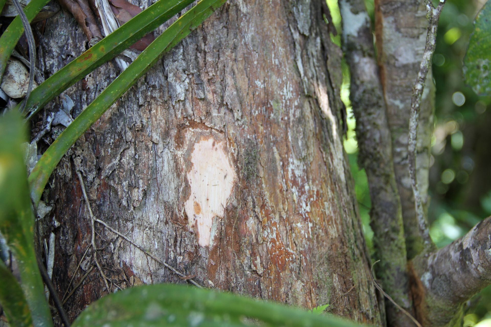Metrosideros tardiflora bark