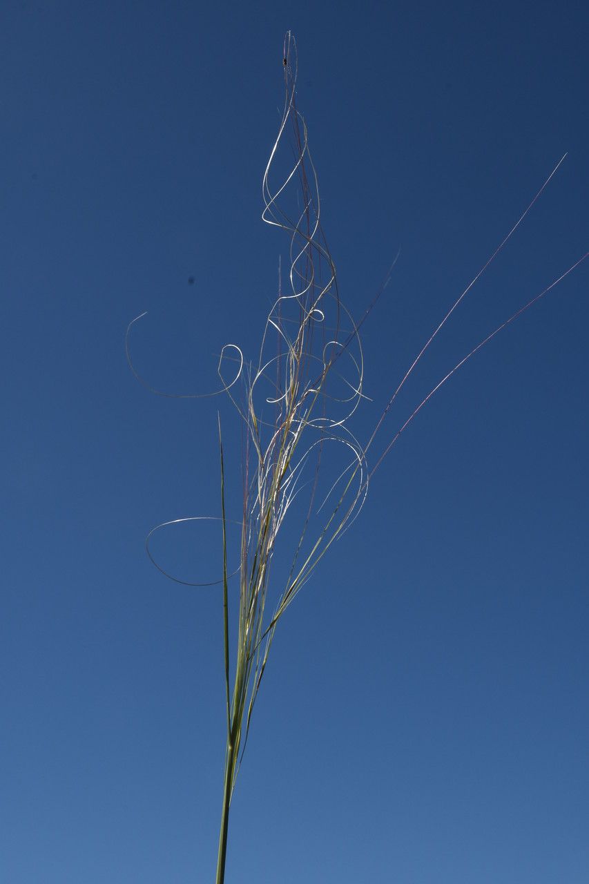 Stipa capillata fruit