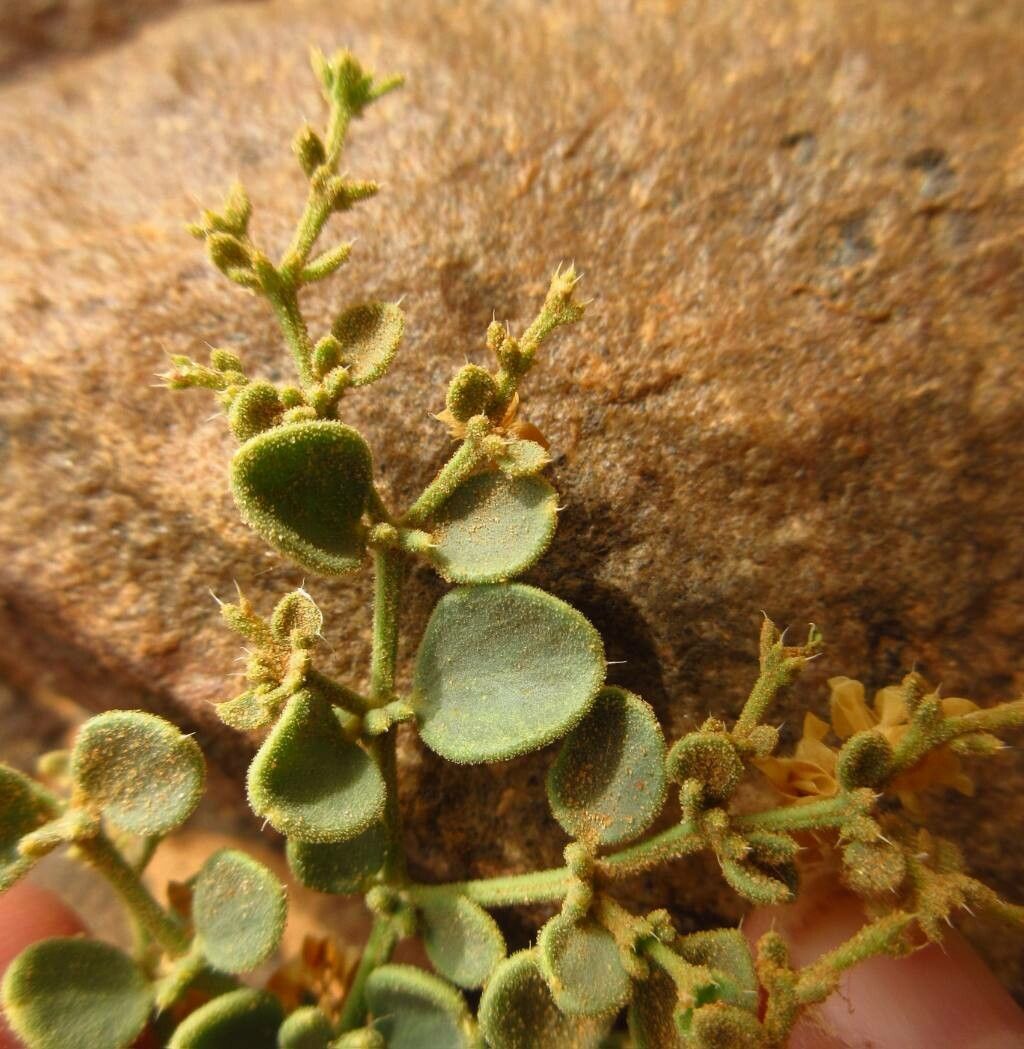 Zygophyllum mayanum leaf