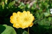 Trollius dschungaricus — related species from the same genus