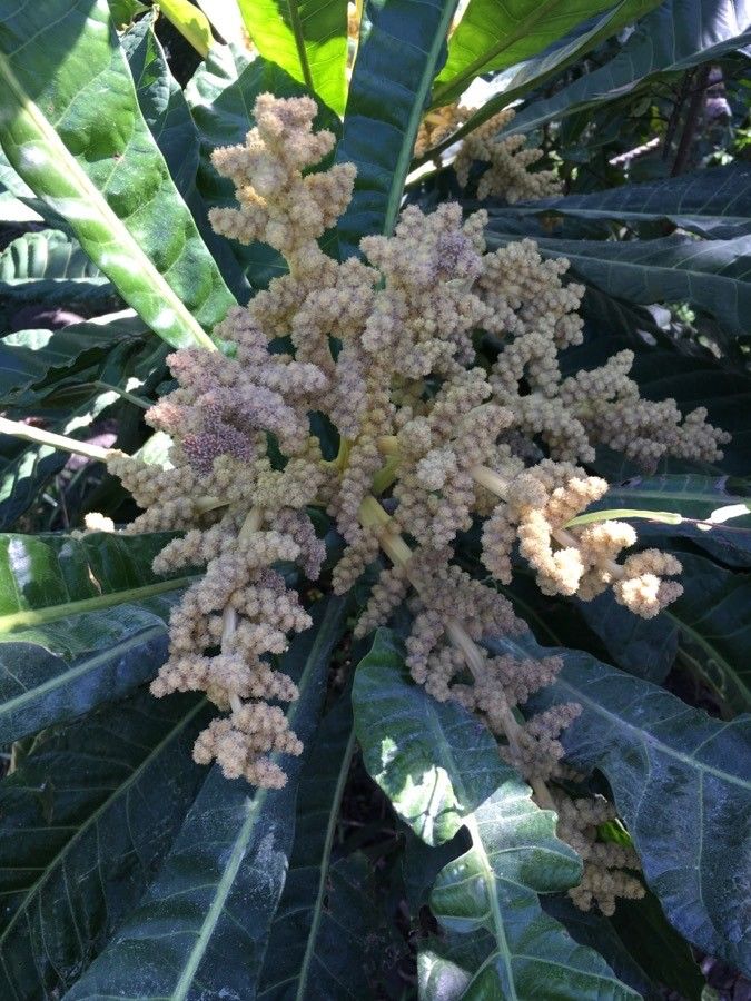 Meryta balansae flower