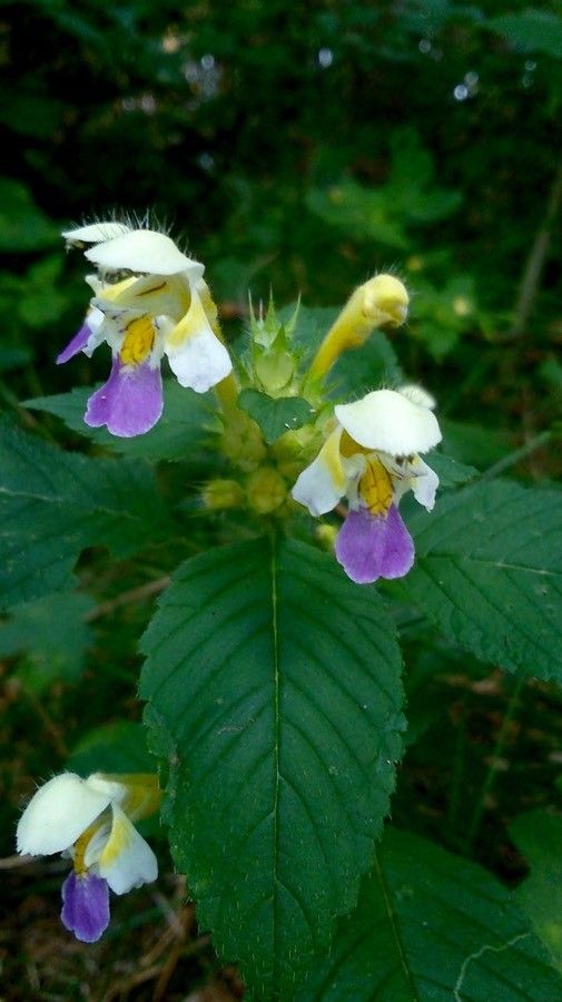Galeopsis speciosa flower