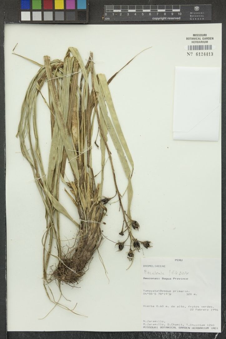 Pitcairnia uaupensis — search result for 'Pitcairnia'